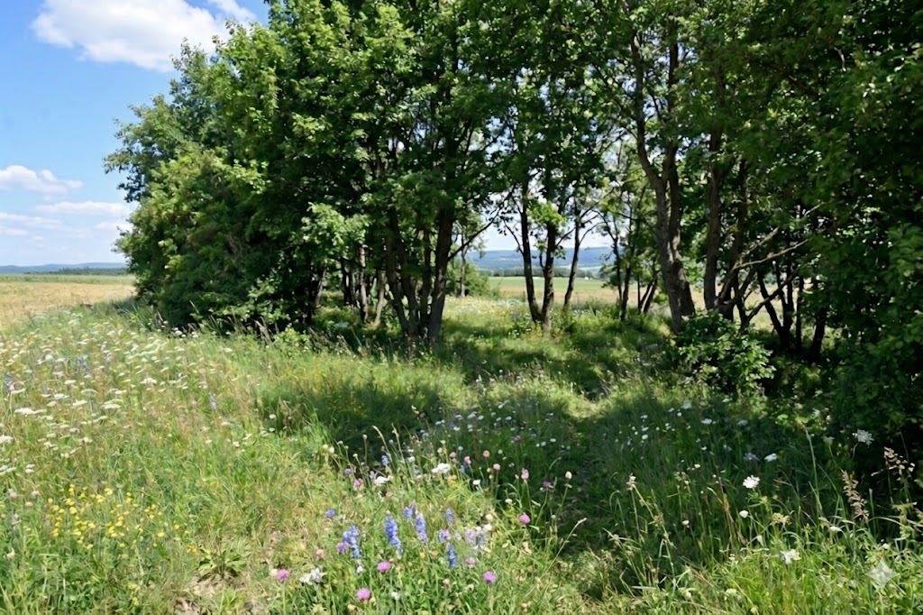 Ciężkie zaroślnięcie