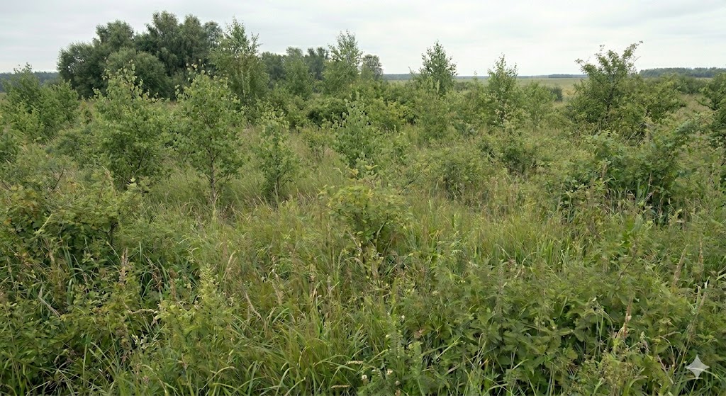 Średnie zaroślnięcie